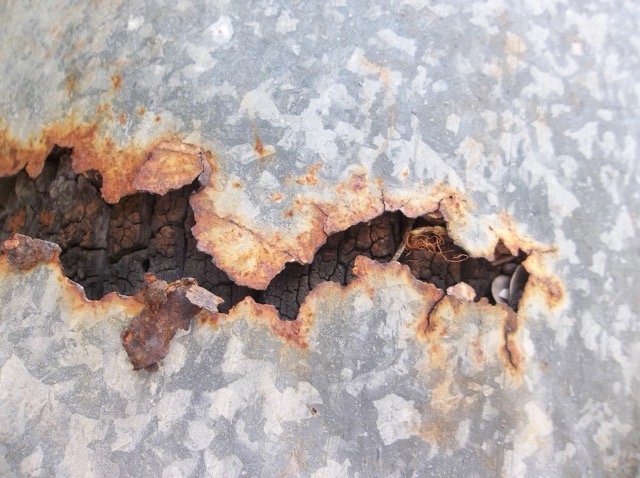 A rusty metal band wrapped around a palm tree, meant to keep critters from climbing its trunk. (2013)