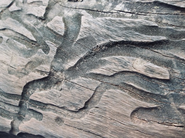 A dead piece of wood with its bark stripped away, revealing the tunnels insects had cut beneath its surface. (2013)