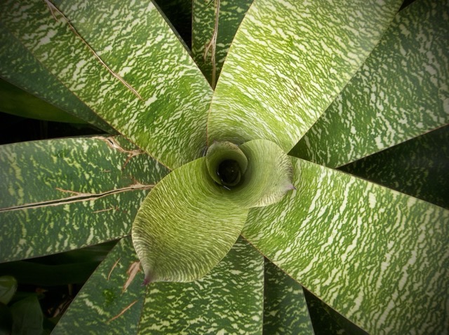 A succulent, broad-leaved tropical plant.  No clue what its name is. (2014)