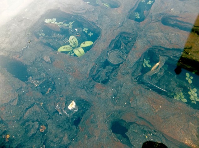 A clogged storm drain, turned into a foothold for new life. (2015, color graded)