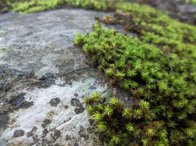 A moss-covered rock found on a hiking trail. (2015)