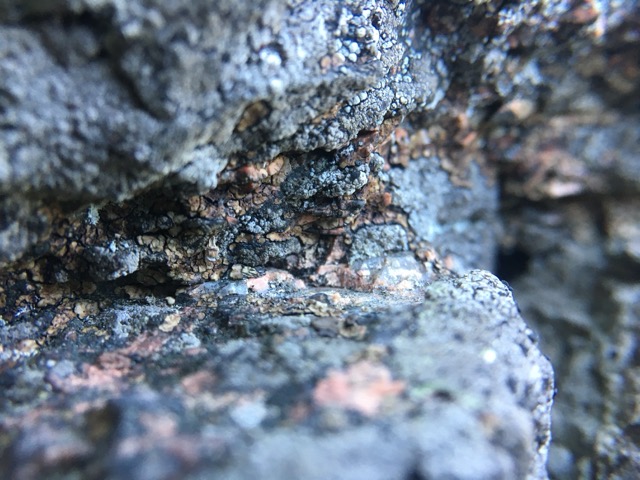 A lichen-encrusted rock on Mount Desert Island, ME. (2020)