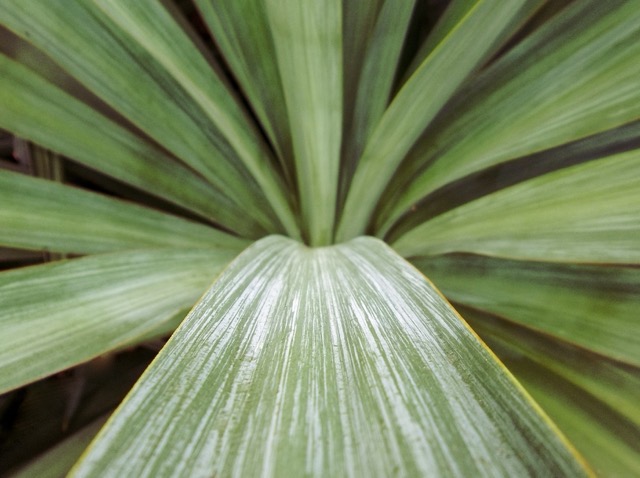 A large agave-like bush, with spikes at the end of its leaves so sharp they could draw blood. (2014)