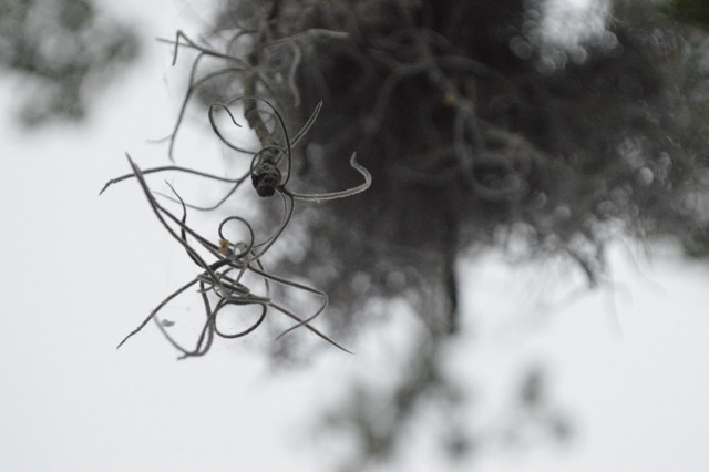 A fragment of Spanish moss hanging from a tree branch. (2017)