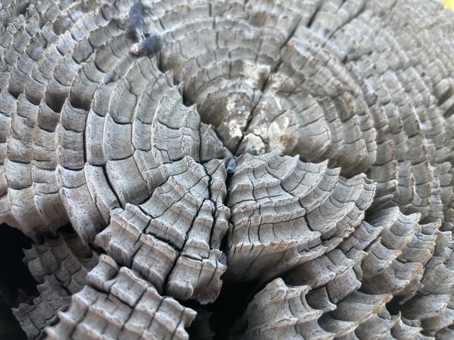 The heavily-weathered top of a post at a scenic overlook in West Virginia.  This was more interesting than the view, unfortunately. (2025)