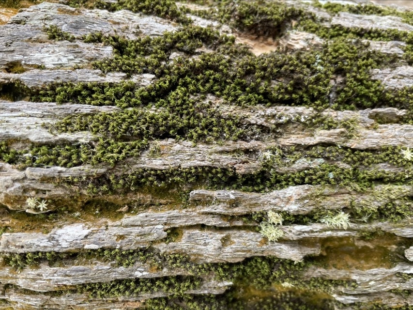 Moss growing on a tree in central Florida. (2026)