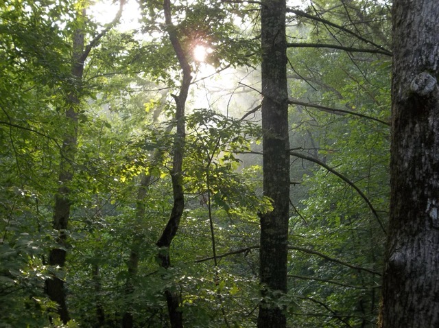 Misty early morning in the mountains of northern Georgia.