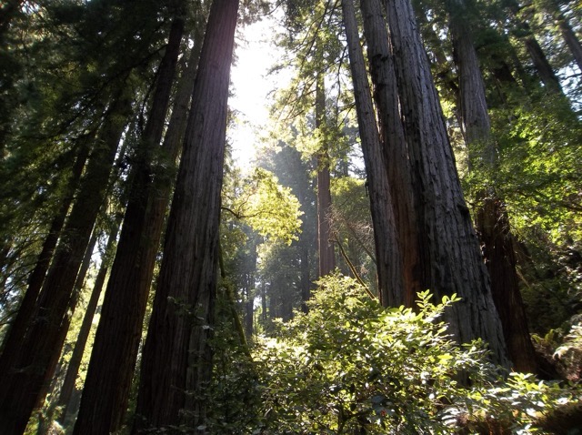 Gigantic redwood trees in Muir Woods, CA.