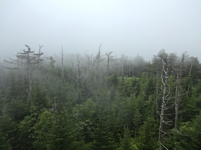 Shrouded in fog, Clingman's Dome is the highest point in the Smokies.