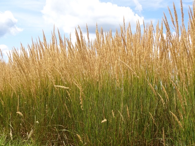 Tall grass somewhere in Connecticut.