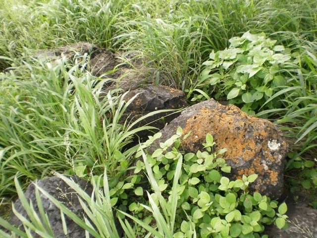 Lichens covering some loose rocks. (2010)