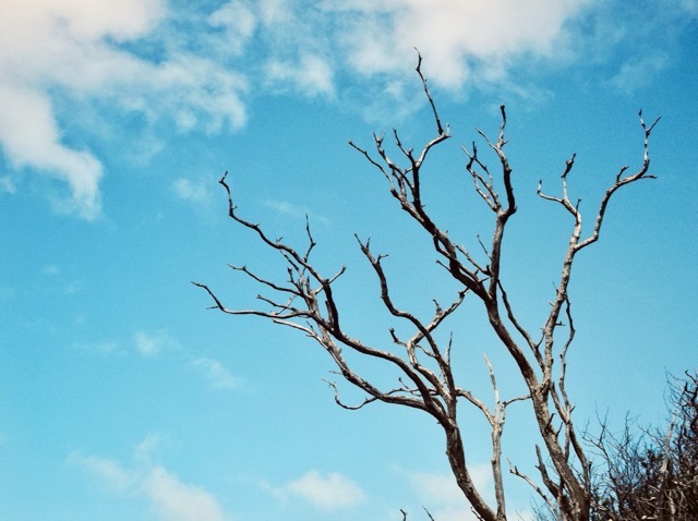 A dead, windswept tree on Oahu. (2012, color graded)