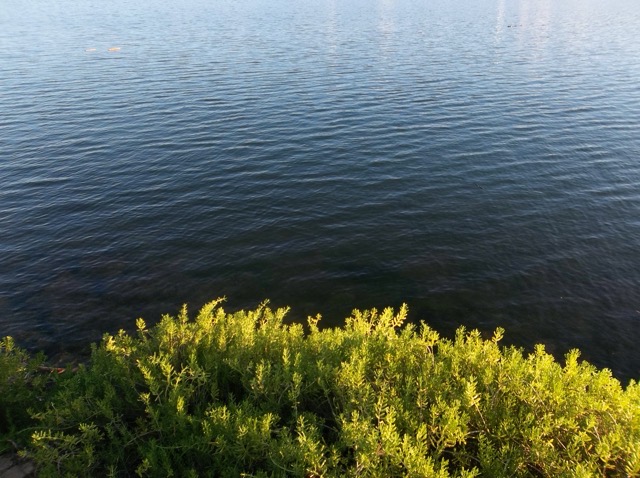 Aquatic bushes in shallow water at the edge of Pearl Harbor. (2013)