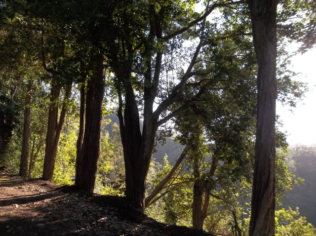 Tree cover and a remote ridge on the Kealia Trail on Oahu. (2014)