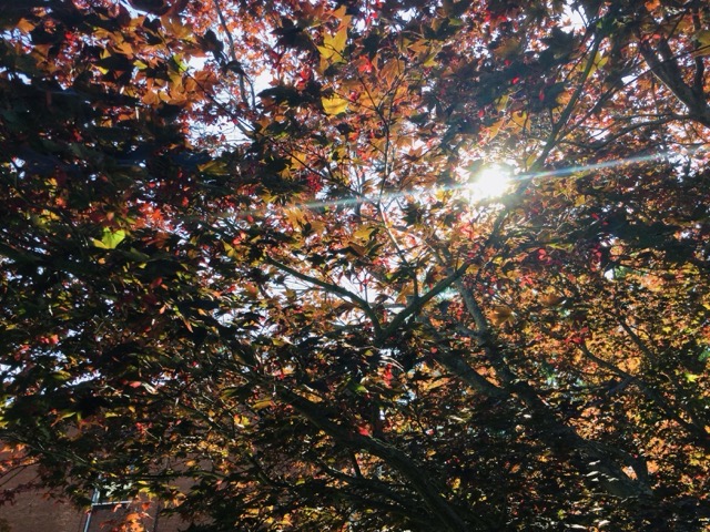 Vibrant fall leaves of a maple tree, backlit by the afternoon sun. (2017)