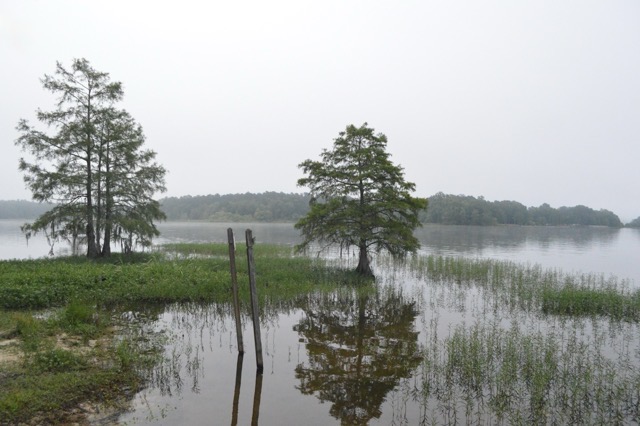Cypress trees on the shore of Lake Marion, SC. (2017)